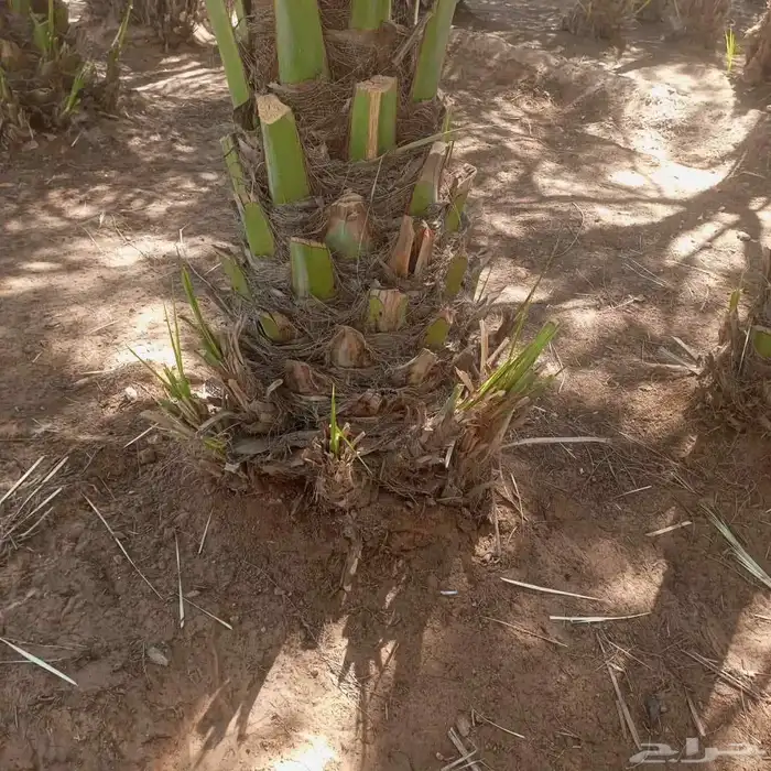 لدينا فسايل نوايع نادره نبتت الحصان شمشوله راما حوشانه ام ال 0