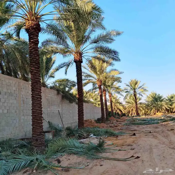 يوجد لدي نخل لاالبيع 6