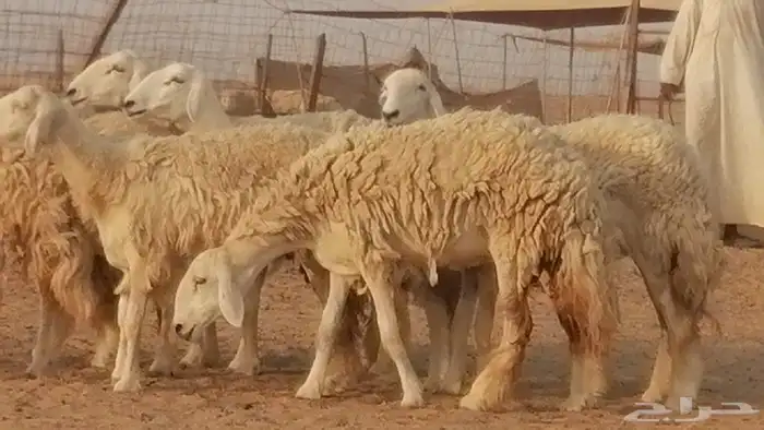رخال حريات حرش صنف الصنف غنم حرية دفيع 3