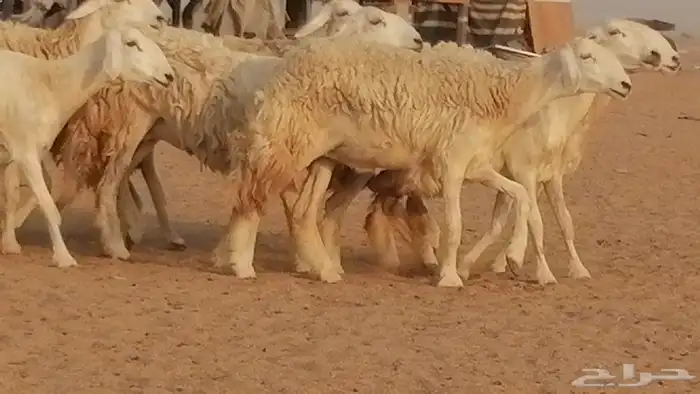 رخال حريات حرش صنف الصنف غنم حرية دفيع 2