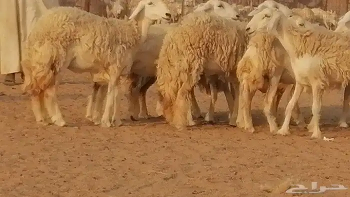 رخال حريات حرش صنف الصنف غنم حرية دفيع 9
