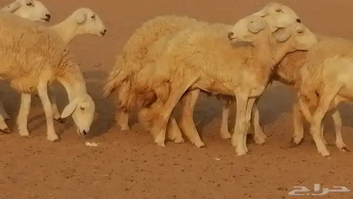 رخال حريات حرش صنف الصنف غنم حرية دفيع 36