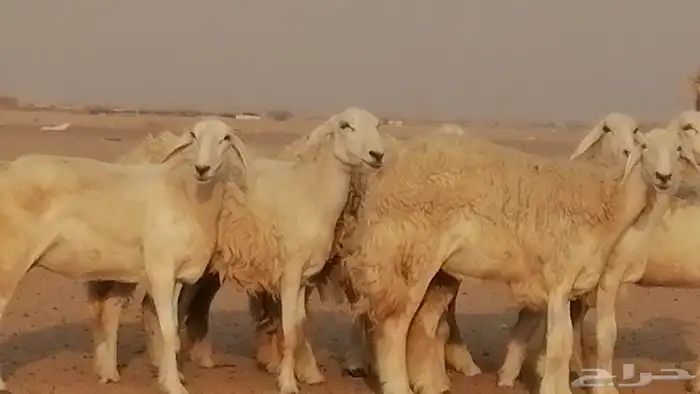رخال حريات حرش صنف الصنف غنم حرية دفيع 20