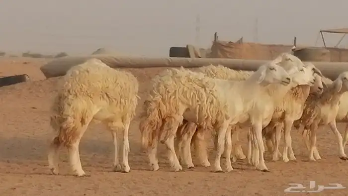 رخال حريات حرش صنف الصنف غنم حرية دفيع 46