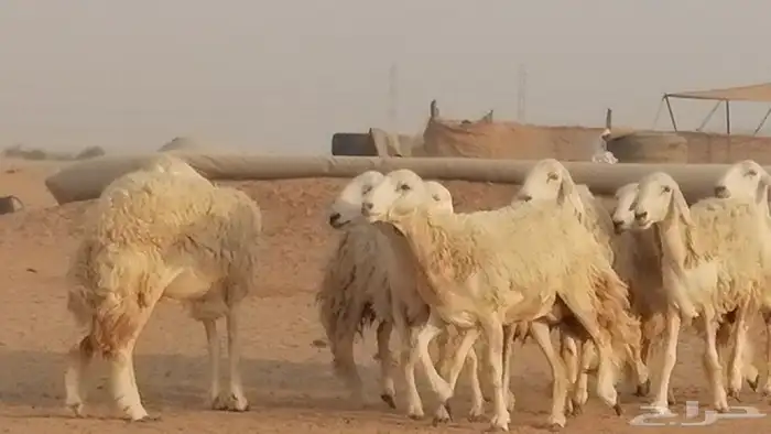 رخال حريات حرش صنف الصنف غنم حرية دفيع 37
