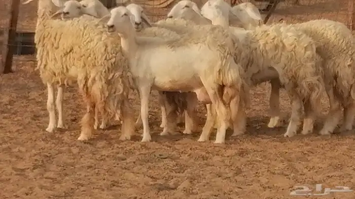 رخال حريات حرش صنف الصنف غنم حرية دفيع 44