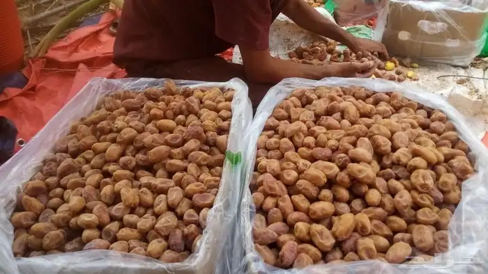 سلام عليكم اليوم عندنا اتمر حبه طيبة 3