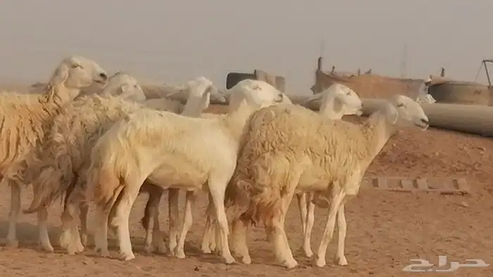 رخال حريات حرش صنف الصنف غنم حرية دفيع 1