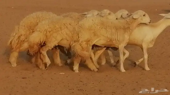 رخال حريات حرش صنف الصنف غنم حرية دفيع 34
