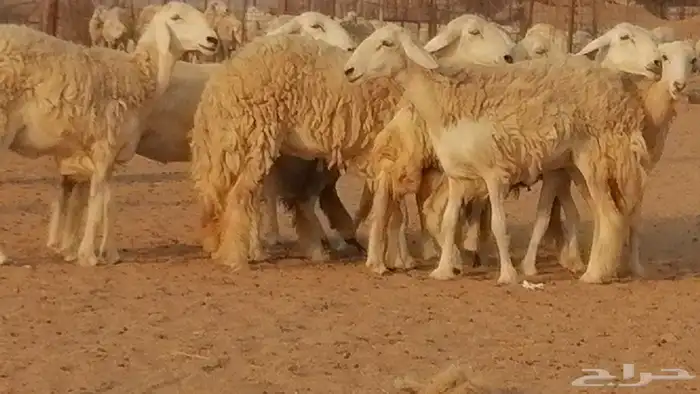 رخال حريات حرش صنف الصنف غنم حرية دفيع 17