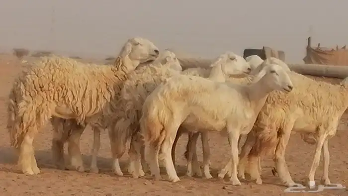 رخال حريات حرش صنف الصنف غنم حرية دفيع 5