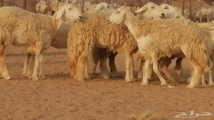 رخال حريات حرش صنف الصنف غنم حرية دفيع 19