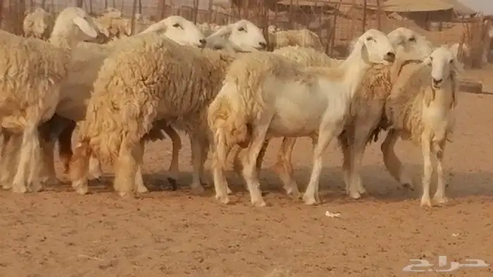 رخال حريات حرش صنف الصنف غنم حرية دفيع 18
