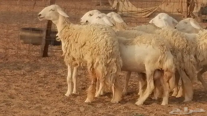 رخال حريات حرش صنف الصنف غنم حرية دفيع 45