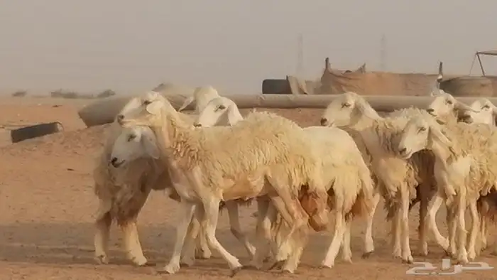 رخال حريات حرش صنف الصنف غنم حرية دفيع 39