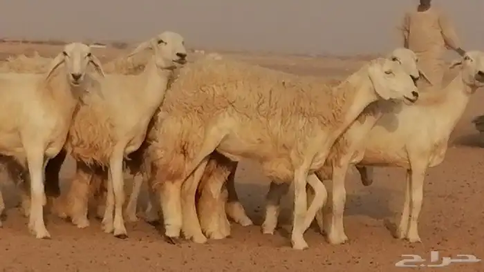 رخال حريات حرش صنف الصنف غنم حرية دفيع 25