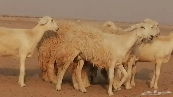 رخال حريات حرش صنف الصنف غنم حرية دفيع 26