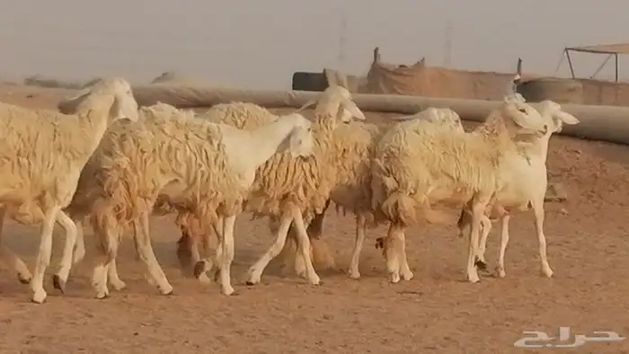 رخال حريات حرش صنف الصنف غنم حرية دفيع 33