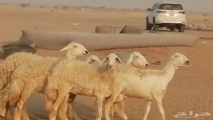 رخال حريات حرش صنف الصنف غنم حرية دفيع 30