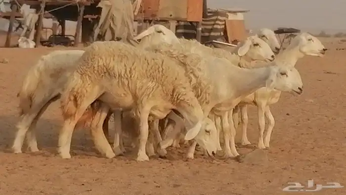 رخال حريات حرش صنف الصنف غنم حرية دفيع 35