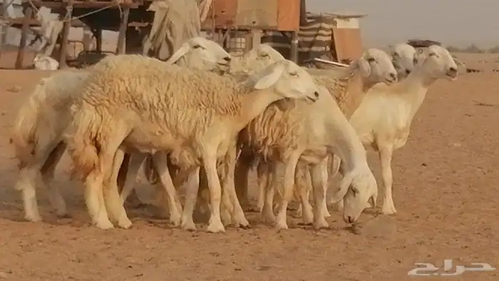 رخال حريات حرش صنف الصنف غنم حرية دفيع 32