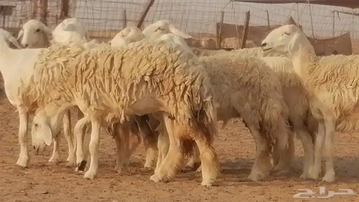 رخال حريات حرش صنف الصنف غنم حرية دفيع 14
