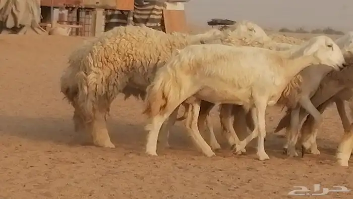 رخال حريات حرش صنف الصنف غنم حرية دفيع 4