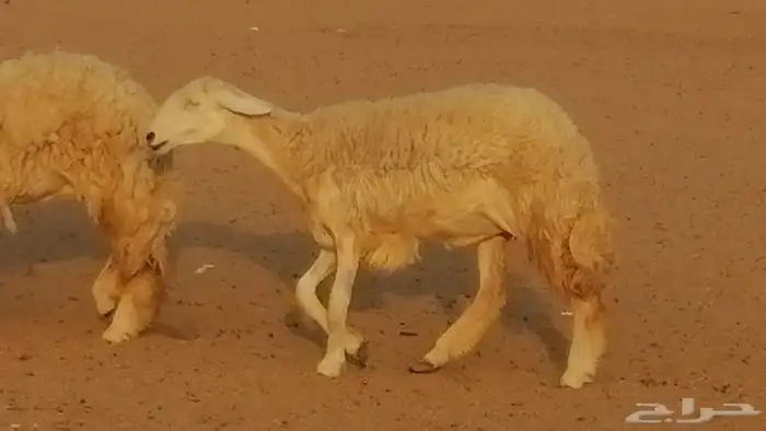 رخال حريات حرش صنف الصنف غنم حرية دفيع 38