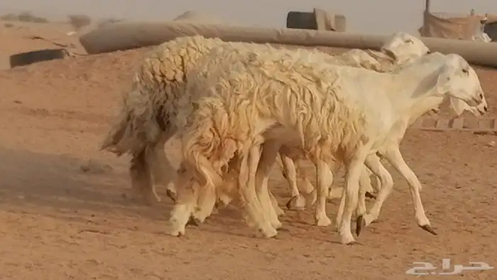 رخال حريات حرش صنف الصنف غنم حرية دفيع 22