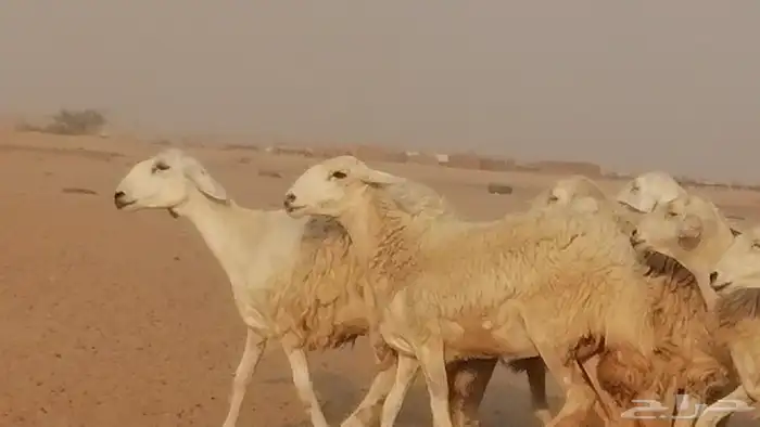 رخال حريات حرش صنف الصنف غنم حرية دفيع 7