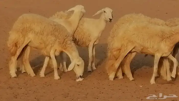 رخال حريات حرش صنف الصنف غنم حرية دفيع 31
