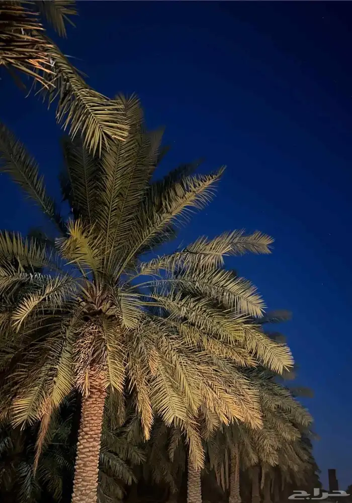 ابو سالم لجميع توريد انخيل عربي سكري صقعي اخلاص برحي وشنطني 2