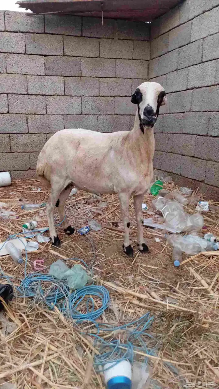 ماشاء الله تبارك الله فاخر من الاخر 1
