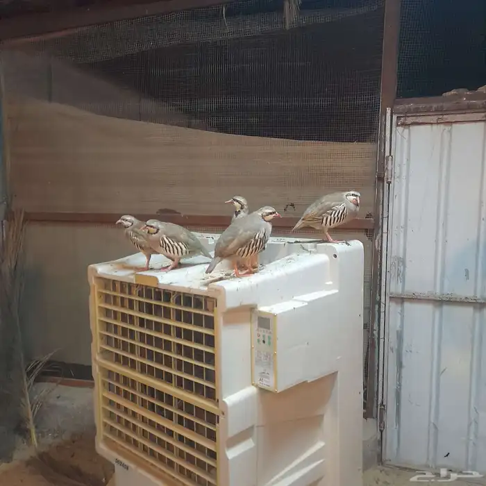 حجل شنير سوري 1