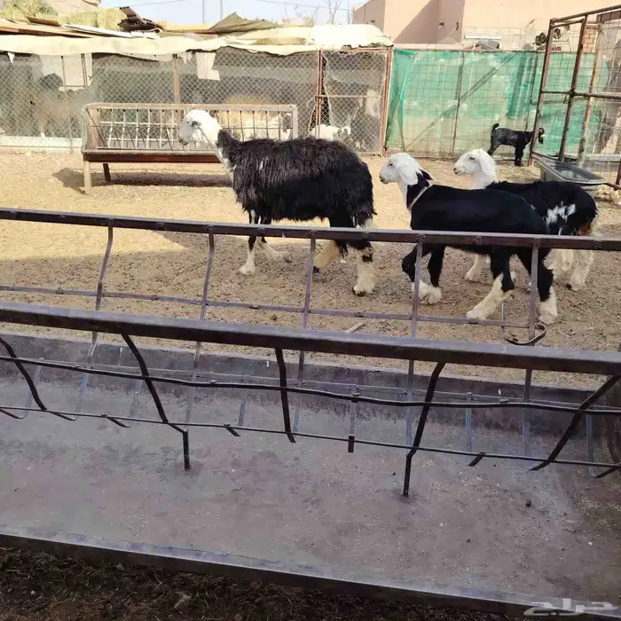 نجديه حدرها توم خروف ورخل سن سدس ديد سلم عمر عيالها شهرين 2