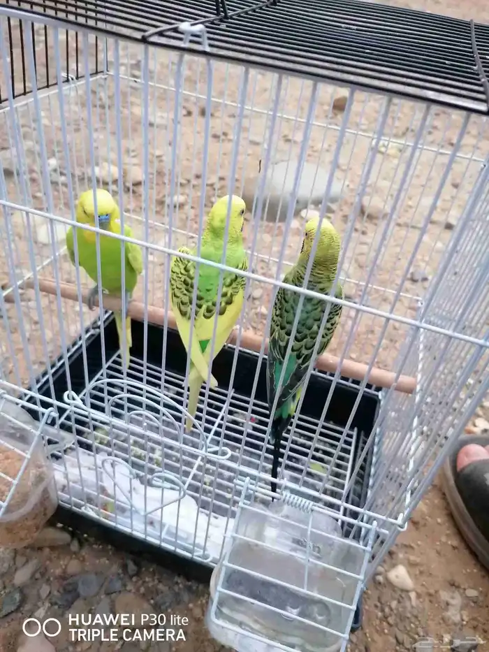 3 طيور حب كبيره الحجم زوج وذكر قريبت البيض 1