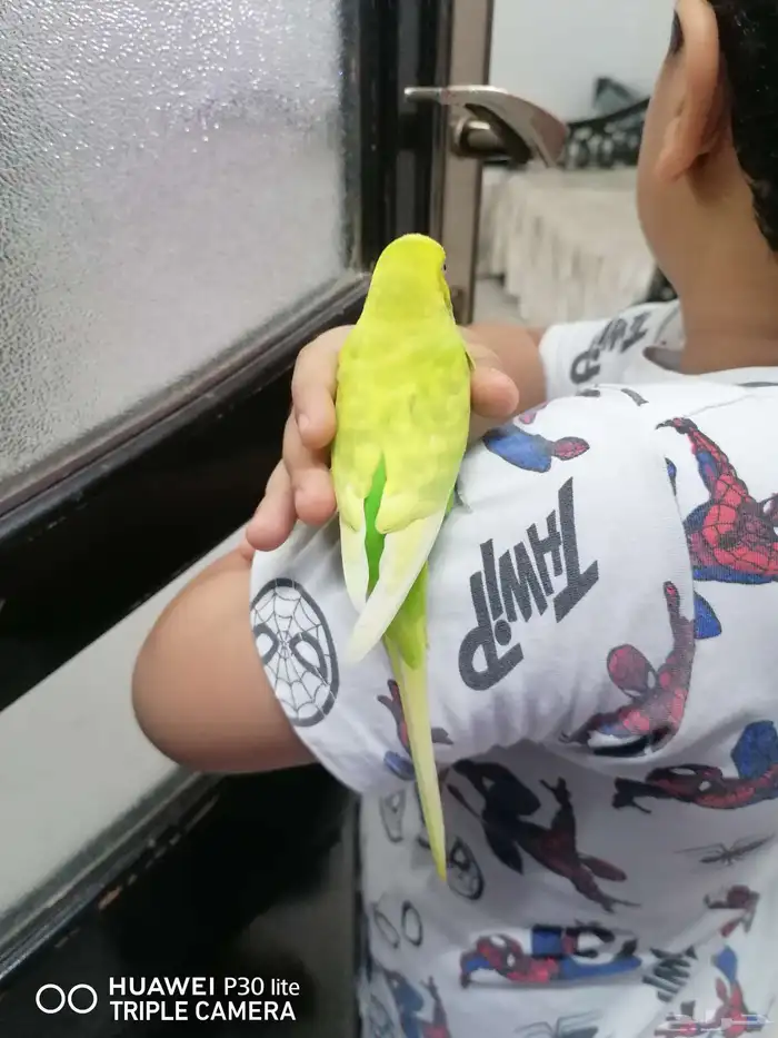 3 طيور حب كبيره الحجم زوج وذكر قريبت البيض 5