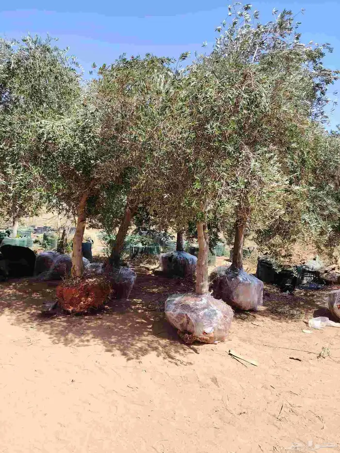 زيتون نيبالي 3