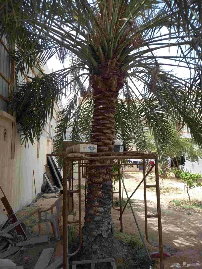 تنسيق الحديق أشجار الزهور الزراعه النخل في الدمام القطيف 5