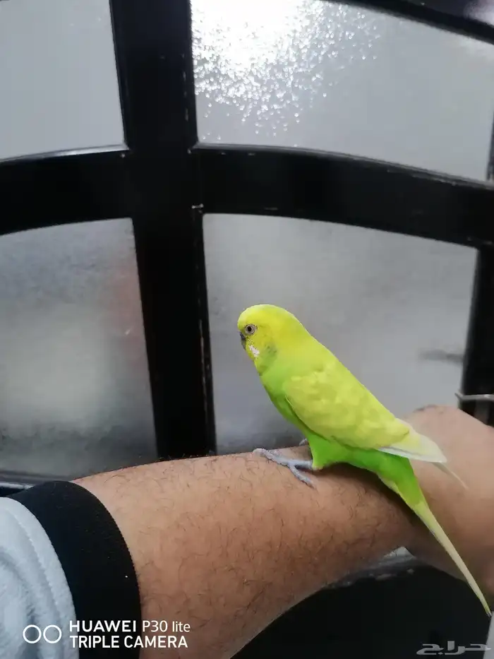 3 طيور حب كبيره الحجم زوج وذكر قريبت البيض 4