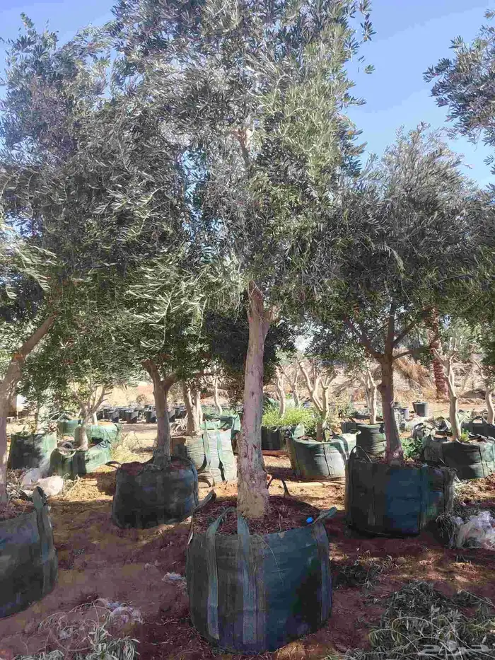 زيتون نيبالي 1