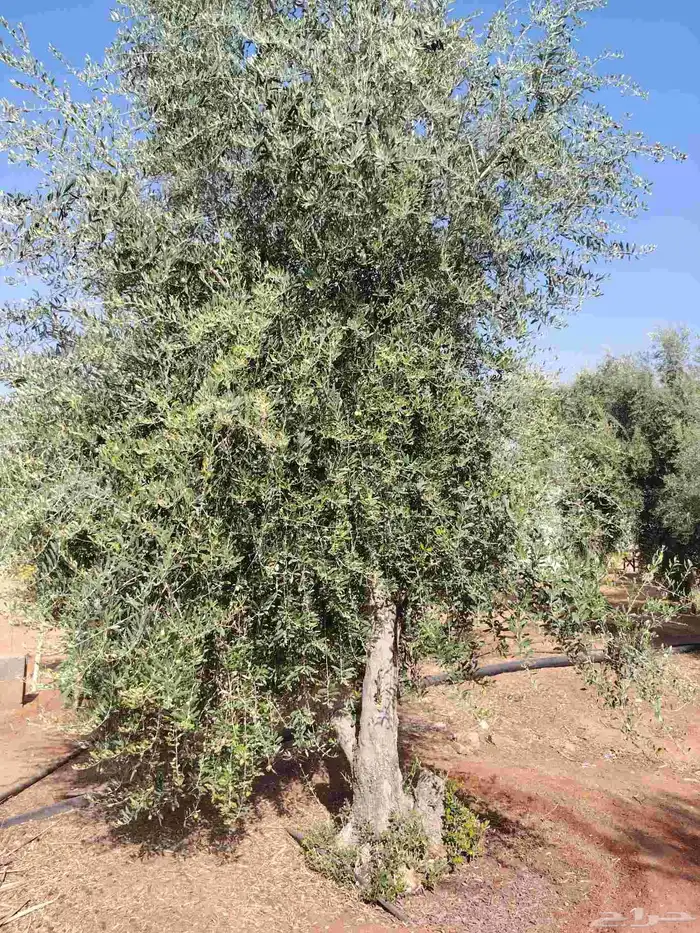 زيتون نيبالي 6