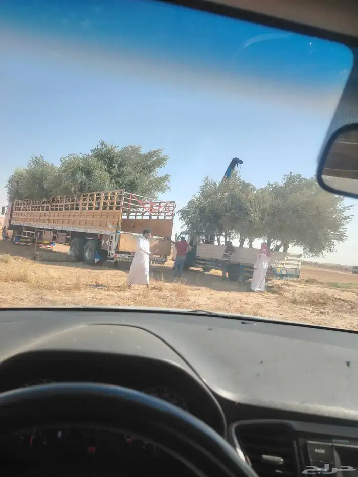 لبيع الزيتون لتواصل 4
