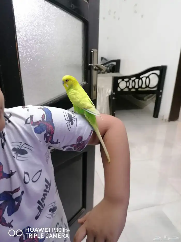 3 طيور حب كبيره الحجم زوج وذكر قريبت البيض 7