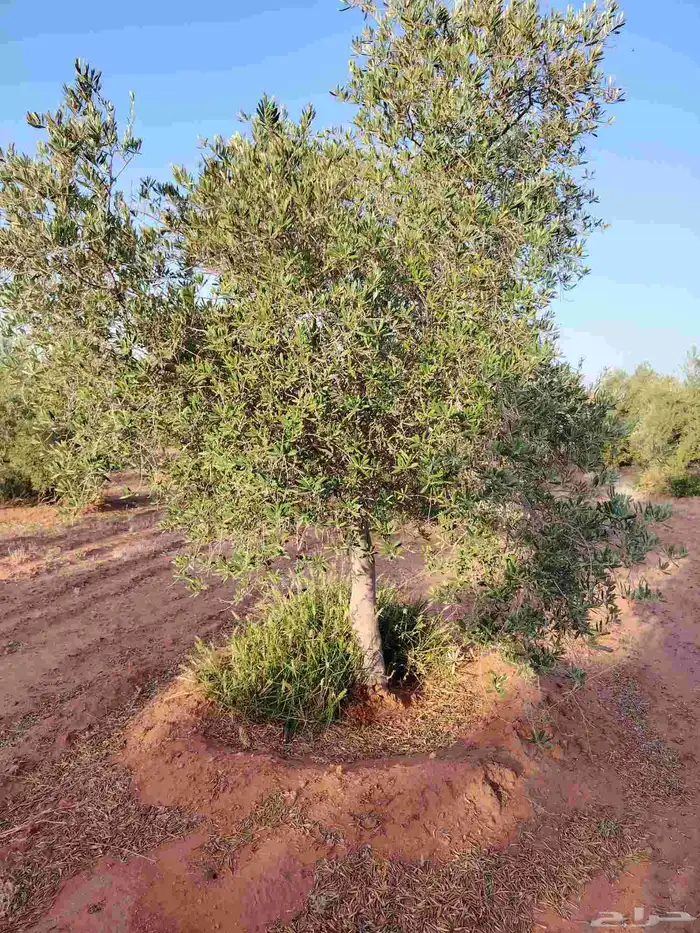 زيتون نيبالي 5