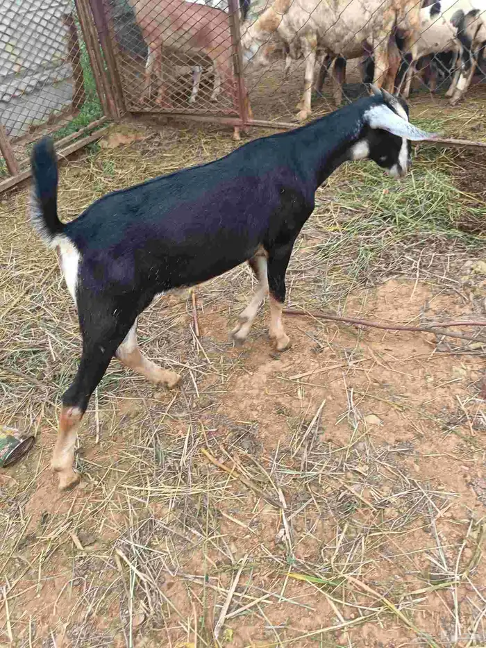 تيس بلدي للبيع 0