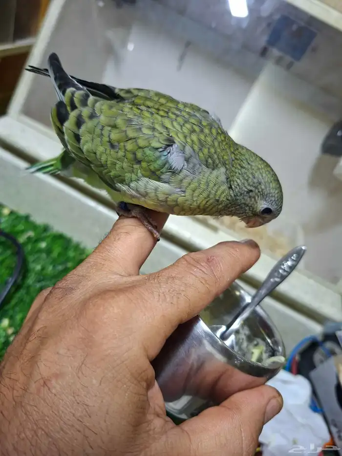 فرخ براكيت 4