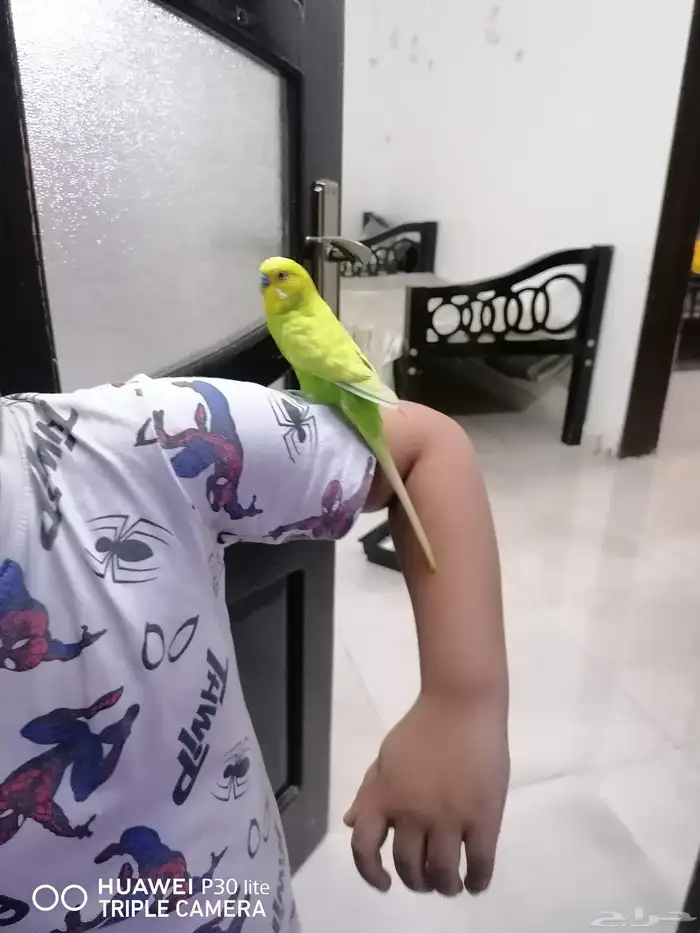 3 طيور حب كبيره الحجم زوج وذكر قريبت البيض 6