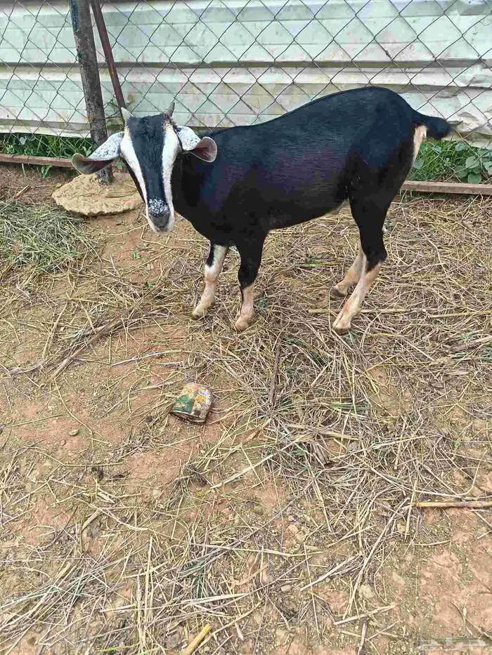 تيس بلدي للبيع 1