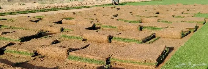 ثيل طبيعي درجه اولى C2000فرنسي 6